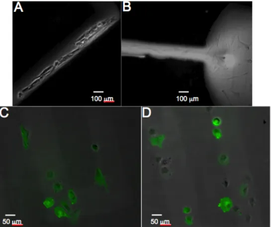 Figure	   3.8.	  Cell	  attachment	  to	  microfluidic	  generated	  partially	  etched	  and	  functionalized	  gold	   substrates.	  	  (A)	  Cells	  adhered	  specifically	  to	  the	  etched	  line	  pattern	  presenting	  HDT.	