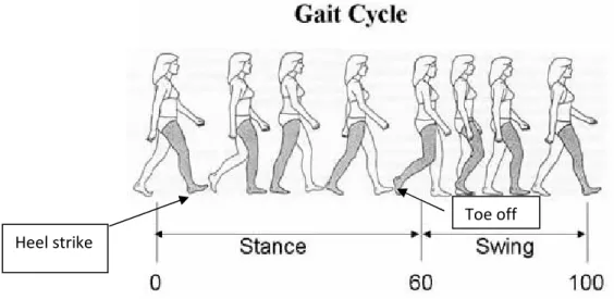 Figure 1:  The Gait Cycle 
