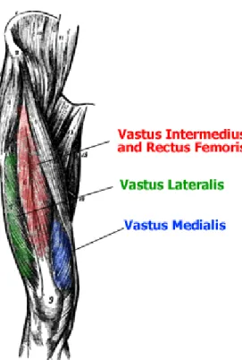 Figure 2:   Quadriceps Anatomy 