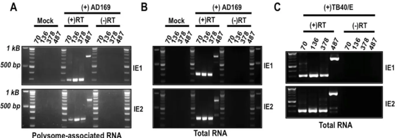 Figure 2 - Transcripts originating from each MIE transcription start site give rise to mature IE1 and  IE2 mRNAs