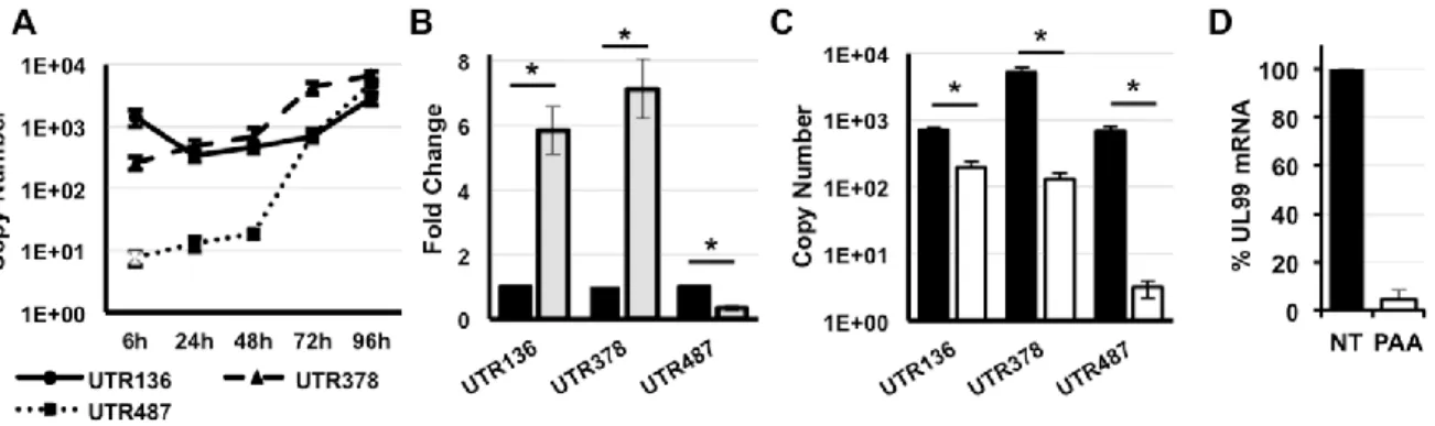 Figure 3 - Temporal analysis of MIE transcript abundance. (A) Primary fibroblasts were infected with  HCMV (MOI=3)