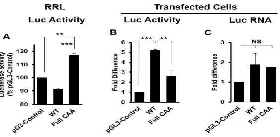 Figure 1 - The MIE 5’UTR increases reporter gene expression outside the context of infection