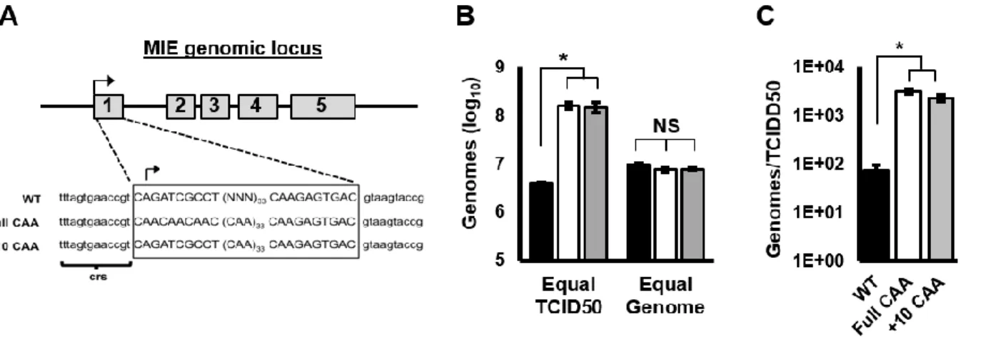 Figure 3 - Mutations in the MIE 5’UTR decrease HCMV infectivity. (A) Cartoon showing the mutations  in the IE 5’UTR for the Full CAA and +10 CAA viruses (B) Primary fibroblasts were infected with an equal  number of TCID 50  units (MOI of 3), or an equival