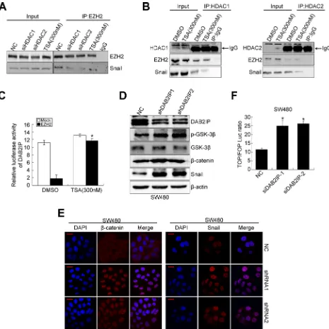 Figure 4: DAB2IP is negatively regulated by EZH2/HDAC/snail linear transcription complex