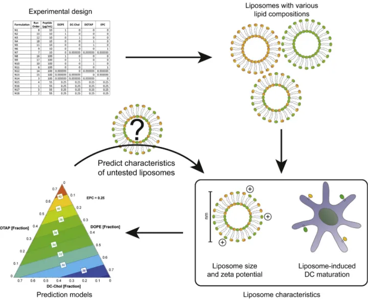 Fig. 1. Overview of the study concept. An experimental design describing liposomes with various lipid compositions and peptide concentrations is generated with DoE software