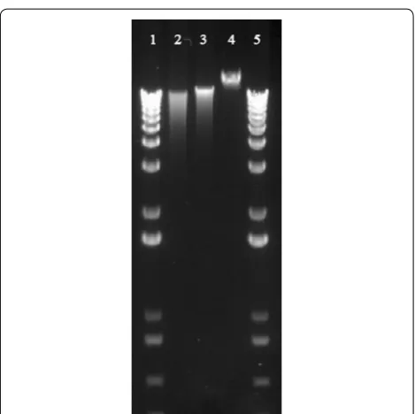 Fig. 2 DNA quality. Gel electrophoresis of genomic DNA (1 % agarose gel in 1xTBE, 70 V, running time 2.5 h) 1 and 5 1 kB Plus DNA ladder (Invitrogen, Thermo Fisher Scientific, Waltham, MA, USA); 2 Protocol 1 (100 ng); 3 Protocol 2 (100 ng); 4 Lambda DNA-48 kB (New England Biolabs, Ipswich, MA, USA)