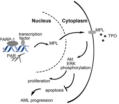 Figure. 8: Schematic representation of the role of PARP-1 in the regulation of AML cell survival and proliferation
