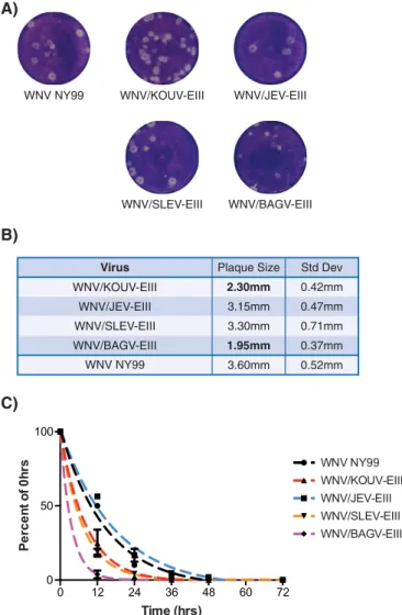 FIG 3 Plaque morphology and particle stability of chimeric viruses. (A) After 72 h of incubation, the plaque morphologies of WNV/KOUV-EIII and WNV/