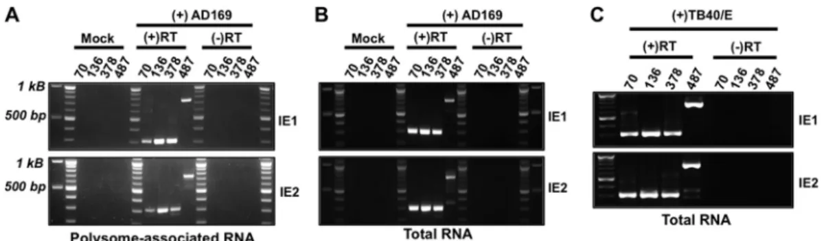 FIG 3 Temporal analysis of MIE transcript abundance. (A) Primary fibroblasts were infected with HCMV (MOI of 3)