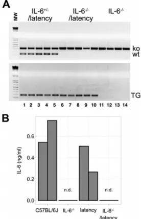 FIG 1 IL-6 ⫺/⫺ latency transgenic mice. (A) Agarose gel of PCR products obtained with primers specific for IL-6 ⫺/⫺ and a latency gene