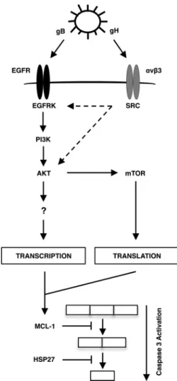 FIG 7 A model for the selective upregulation of Mcl-1 and HSP27 during HCMV infection of monocytes