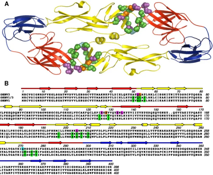 FIG 1 Transplantation of DENV3 MAb 5J7 epitope into DENV1. (A) Structure of DENV3 E dimer with E domains (ED) I (red), II (yellow), and III (blue)