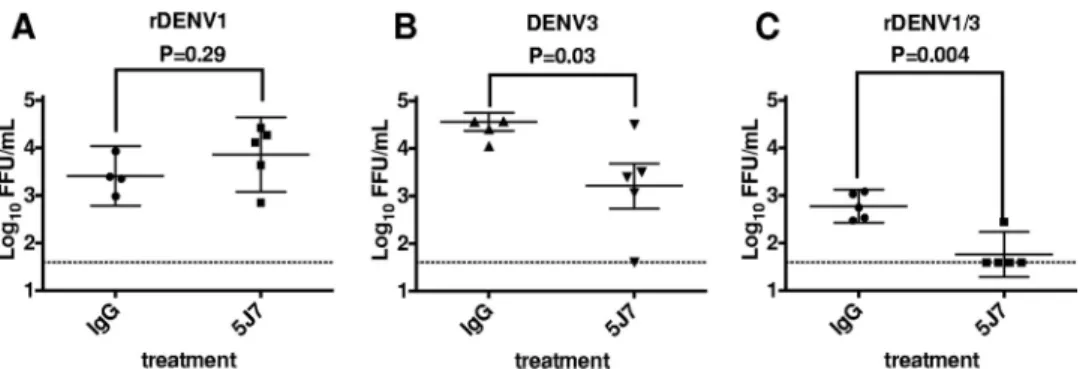 FIG 5 Relationship of MAb 5J7 epitope on rDENV1/3 to the complete 5J7 epitope footprint on DENV3