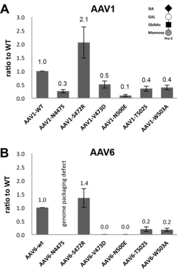 FIG 3 Pro-5 cell binding. The binding of AAV1 (A) and AAV6 (B) WT and SIA binding site mutants to Pro-5 cells