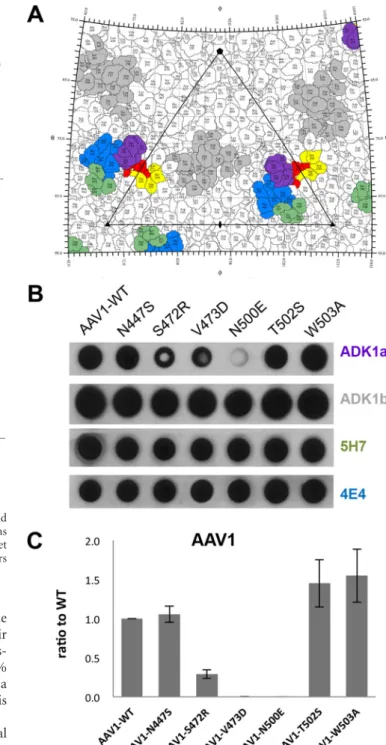 FIG 5 Antigenic reactivity of SIA binding mutants. (A) Stereographic Roadmap projection of the epitopes mapped for AAV1 specific antibodies: ADK1a (purple), ADK1b (gray), 5H7 (green), and 4E4 (blue), along with SIA binding site (yellow).