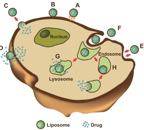Figure 3 Liposome–cell interaction.Notes: Liposomes loaded with a drug interact with the cell, binding to the surface through receptors (A)