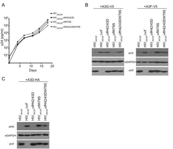 FIG 1 Mutations in Vif that disrupt degradation of APOBEC3G or APOBEC3F do not affect virus replication in vitro