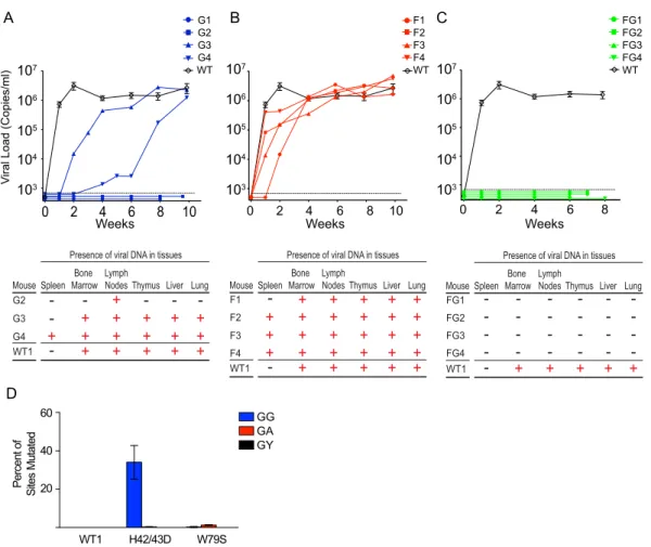 FIG 2 Absolute restriction of HIV in vivo requires both APOBEC3G and APOBEC3F. (A) (Top) The plasma of BLT humanized mice infected with JRCSFvifH42/
