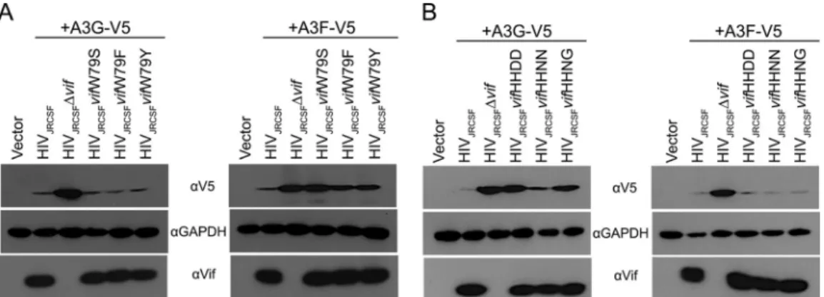 FIG 4 Mutations that arose in vivo partially restored Vif function. (A) Proviral DNAs with the designated Vif mutations at codon 79 and an expression vector for either V5-tagged APOBEC3G or APOBEC3F were cotransfected into HEK-293T cells