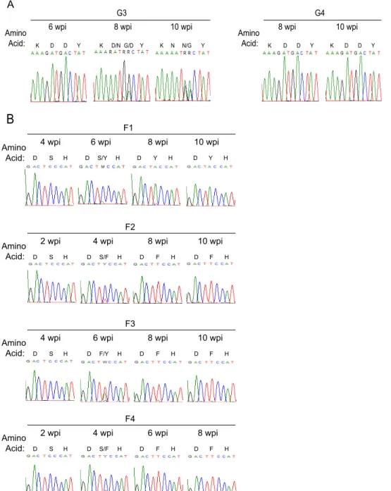 FIG 5 Evolution of the APOBEC3 disrupting mutations in the vif gene in vivo. (A) Sequences of codons 41 to 44 of vif amplified from the plasma RNA in two viremic mice infected with JRCSFvifH42/43D