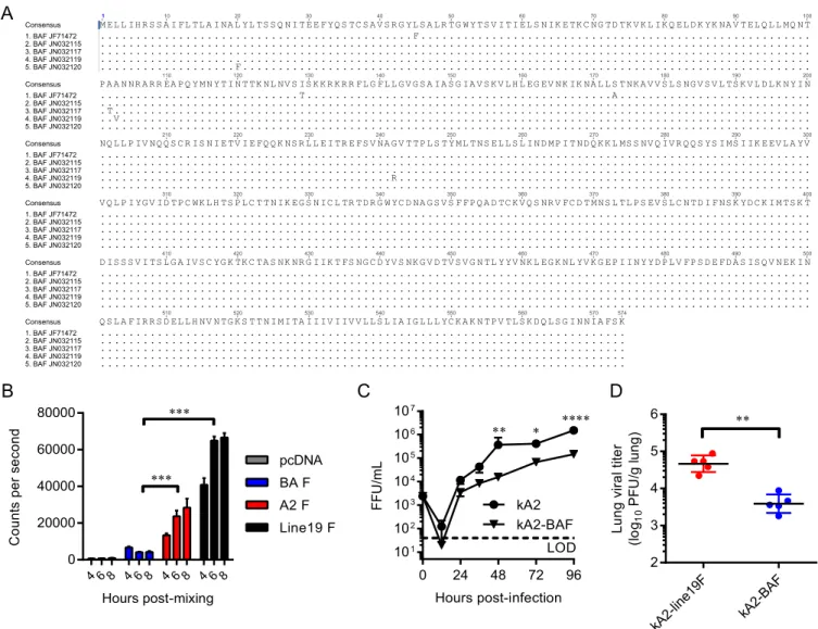 FIG 1 Fusion activity of the Buenos Aires F protein (BAF) and its effect on attenuation in vitro and in cotton rats