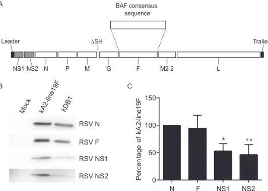 FIG 2 Schematic of RSV live-attenuated vaccine candidate DB1 and expression of modified genes