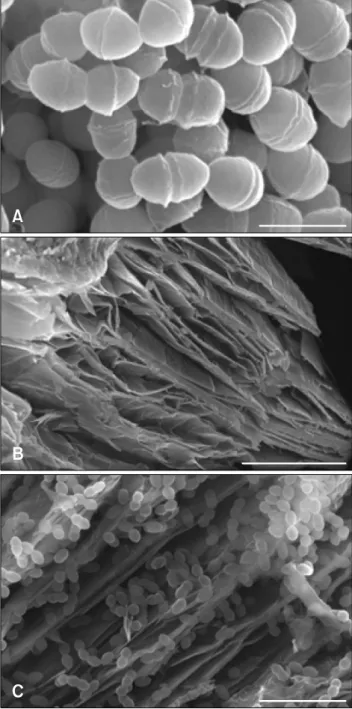 Fig. 4. Scanning electron microscope images of (A) Enterococcus  (E.) faecalis PSCT3-7, (B) vermiculite, and (C) vermiculite-adsorbed E