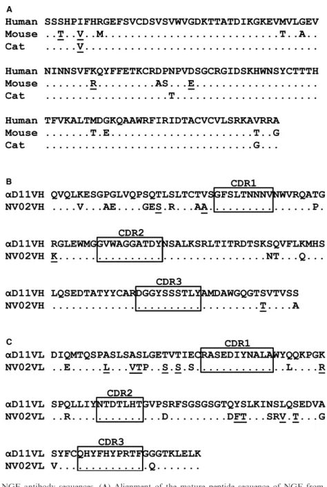 Fig 1. NGF and anti-NGF antibody sequences. (A) Alignment of the mature peptide sequence of NGF from human, mouse, and cat.