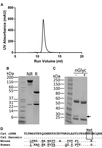 Fig 2. Characterization of puriﬁed felinized anti-NGF antibody NV-02. (A) Size-exclusion chromatography of puriﬁed NV-02.