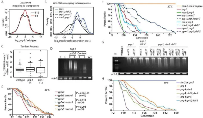 Figure 1-5. Altered 22G-RNA frequencies and gene expression changes in prg-1 mutants. (A) 22G-RNAs  targeting transposons in prg-1 versus wild-type strains