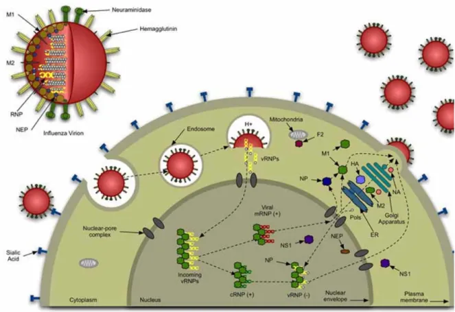 Figure 1.3. Life Cycle of Influenza Virus (115) 