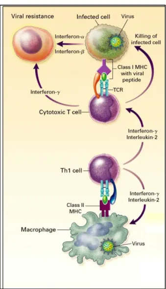Figure 1.4.  Activation of Th1 response by virus infected macrophage (128) 