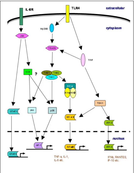 Figure 1.5. Overview of cytokine/receptor signaling pathways (141) 