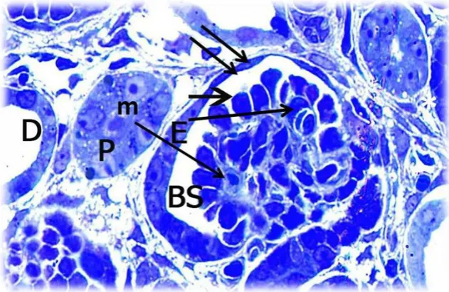 Figure 5: photomicrographs of a semithin section of the renal cortex of group IIA PND7 control albino rat showing oval maturing glomeruli containing numerous capillary loops and their endothelial cells (E)