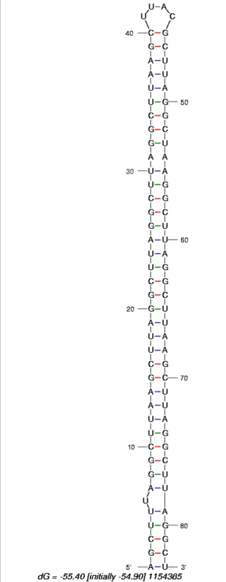 Figure 4 Hairpin with internal repeat structure. Example of anRNA sequence with a large difference in PN versus PE, depending onthe method of randomization (see text for details).