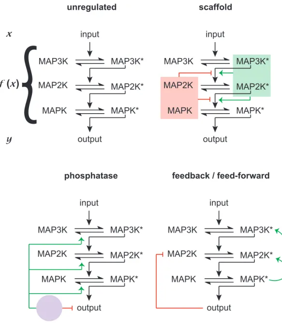 Figure 1.1. MAPK cascades convert and amplify input information in to adaptive  outputs