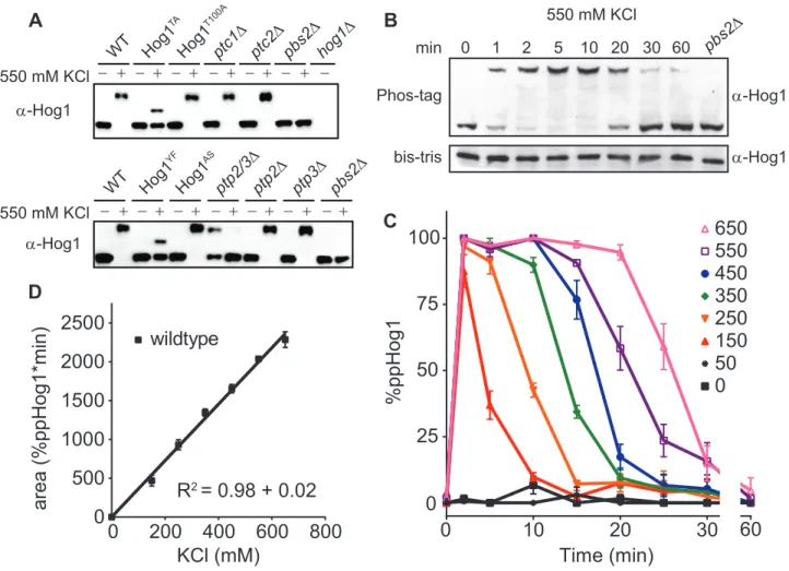 Figure 2.2. The Hog1 signaling profile is a linear function that converts dose-to-duration.