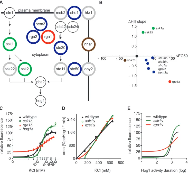 Figure 2.3. The Hog1 signaling profile can be re-engineered through component gene deletions.