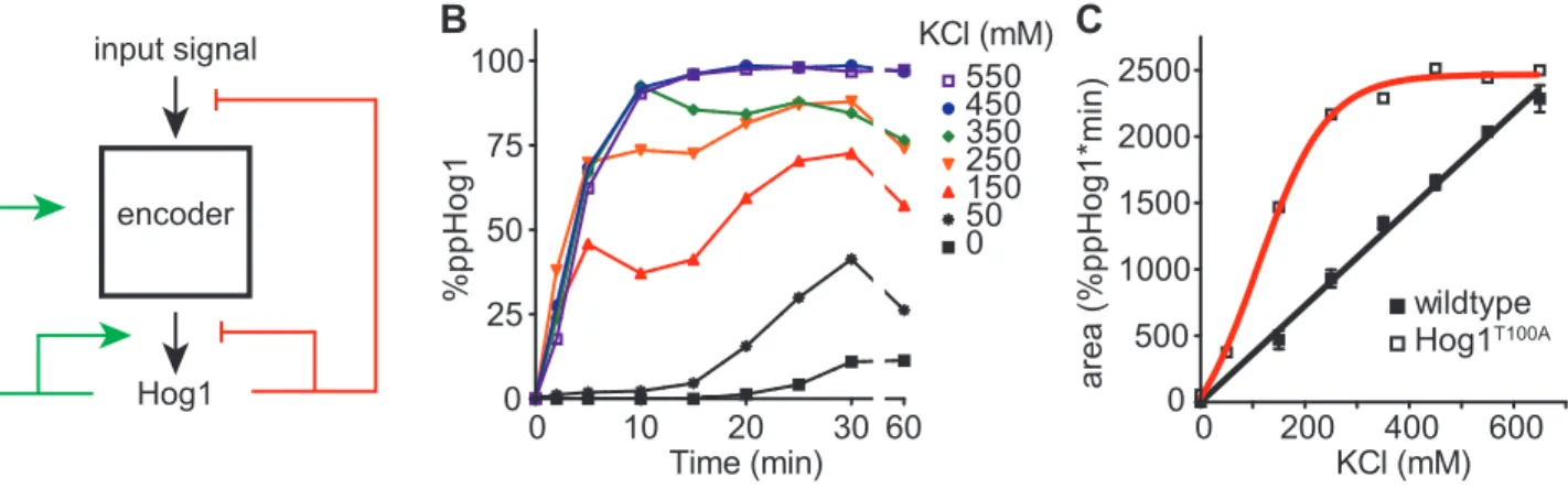 Figure 2.5. The Hog1 signaling profile is encoded through feedback phosphorylation.