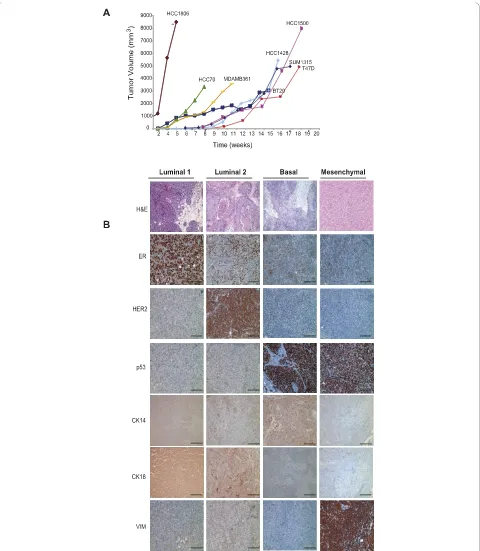 Figure 5 Cell line marker profiles correlate with established biomarkers in tumor xenografts(MCF7), Luminal 2 (MDA.MB.361), Basal (SUM 149), and Mesenchymal (MDA.MB.231) cell lines