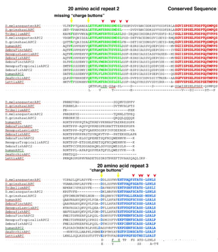 Figure 2.13. Alignment of the MCR region of APC of different species. 