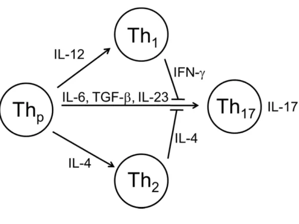 Figure 2.1. Th17 cells are a distinct lineage of CD4 +  T cells. Naïve CD4 +  T precursors  (Thp) can differentiate towards either Th1, Th2 or Th17 phenotype
