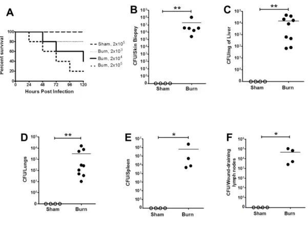 Figure 3.1. Burn mice, but not sham mice, exhibit dose-dependent mortality and  develop a systemic infection following a P