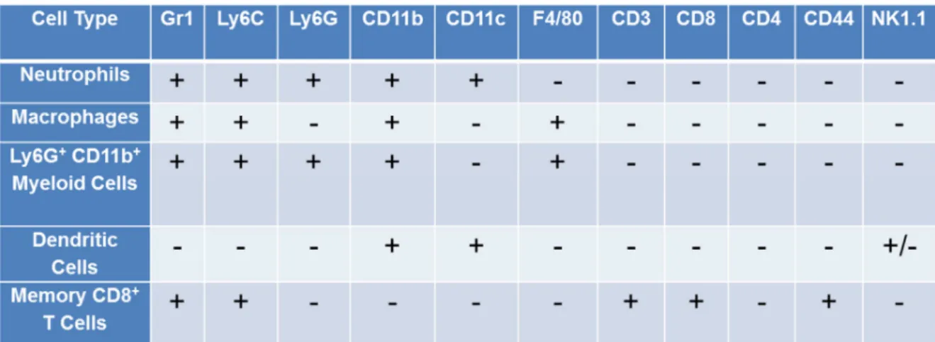 Table 3.1. Five distinct immune cell populations were identified in spleen. Antibody  panels were devises to define these cell populations