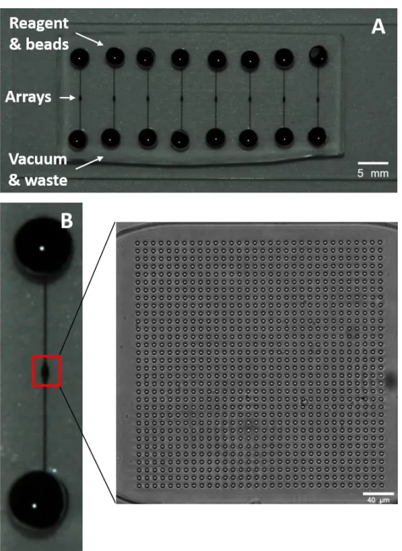 Figure 2.2.  Schematic of 8-channel chip with array.  (A) Photograph of 8-channel chip filled  with ink for visualization