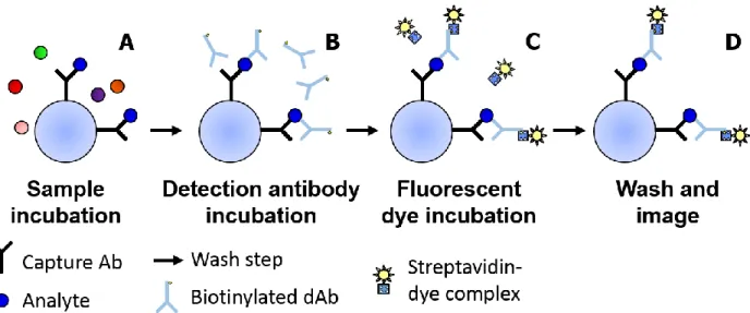Figure 2.3.  Schematic of single-analyte sandwich immunoassay.  (A) Sample containing analyte  molecules (and often other molecules) are incubated with and specifically captured by  antibody-conjugated beads
