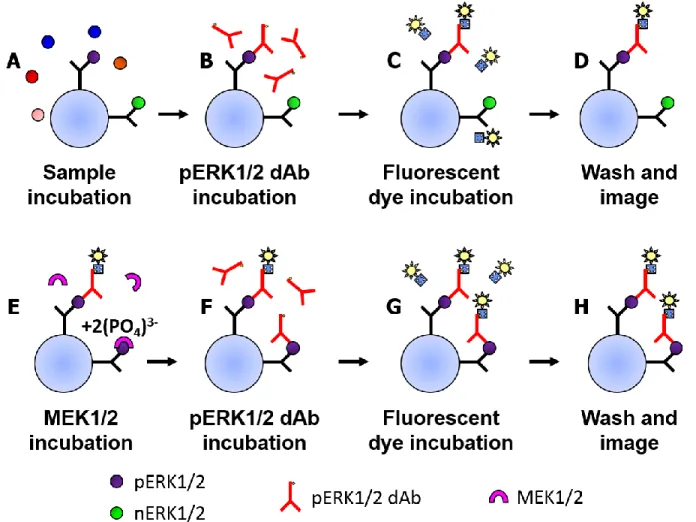 Figure 2.4.  Schematic of single-dAb strategy for determining pERK1/2:ERK1/2.  (A) Sample  containing ERK1/2 is incubated with the beads, and all phosphorylation states of pERK1/2 are  captured
