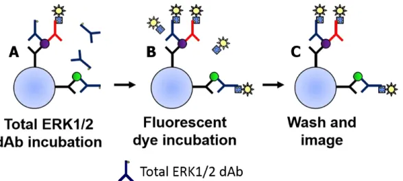 Figure 2.5.  Dual-dAb strategy for determining pERK1/2:ERK1/2 in which pERK1/2 is 