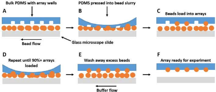 Figure 2.6.  Schematic of loading process for PDMS arrays.  (A) Bead-containing slurry is  pulled through the chips and under the arrays