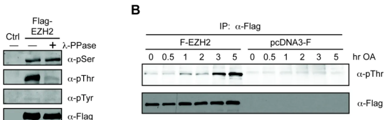 Figure 3.2  Threonine phosphorylation of EZH2 is regulated by PP1/PP2A. 